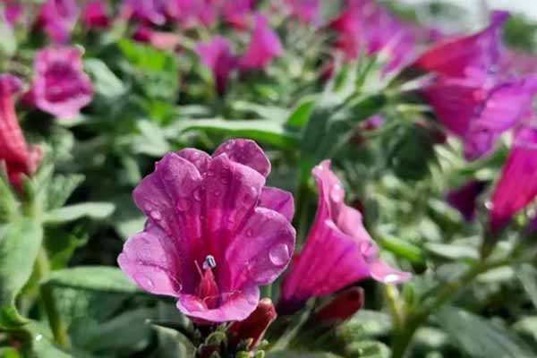 گل گاوزبان دمنوشی برای سرماخوردگی