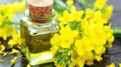 روغن کانولا سومین روغن پرمصرف جهان