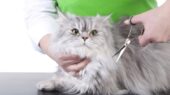 آیا موی گربه باعث بیماری میشود؟ شایعات و حقایق