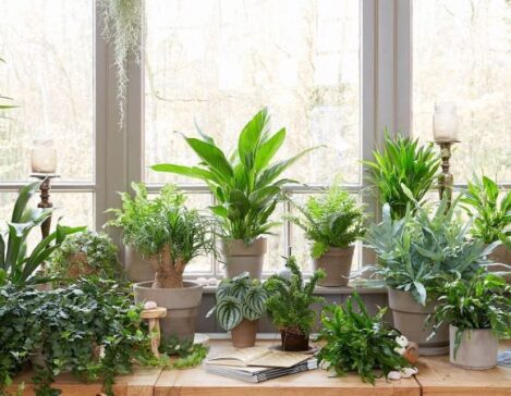 مزایای شگفت‌ انگیز گیاهان خانگی برای سلامت جسم و روان