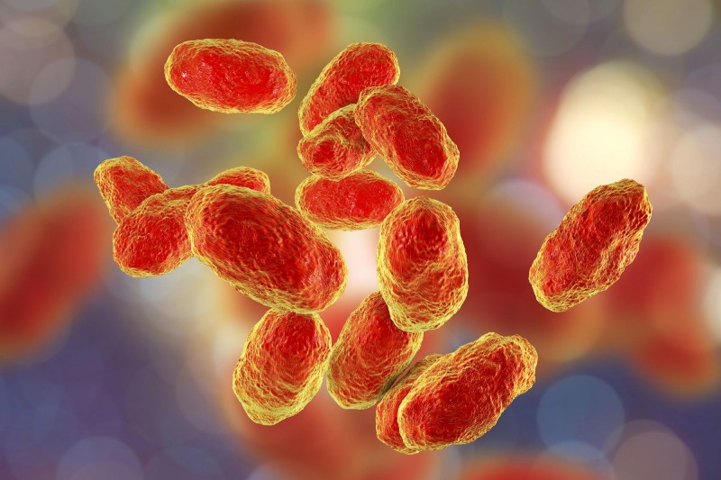 همه چیز درباره عفونت هموفیلوس آنفلوآنزا نوع b (Hib)