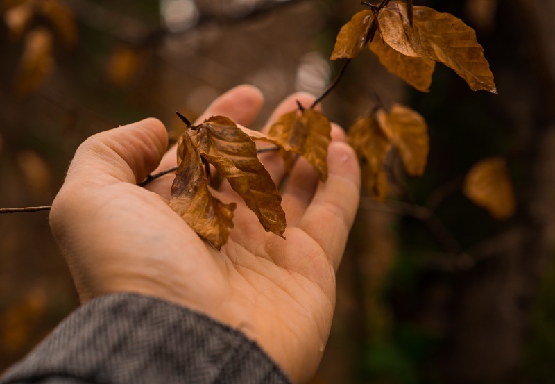 تأثیر ارتباط با طبیعت بر حواس پنج گانه