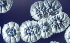 کشف آنتی‌ بیوتیک خاکی جدید که با مقاوم‌ ترین باکتری‌ ها مقابله می‌ کند