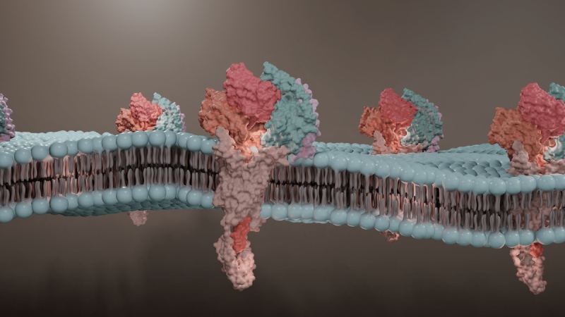 کشف بزرگ دانشمندان ژاپنی: مهار یک پروتئین می‌ تواند روند پیری سلول‌ ها را معکوس کند