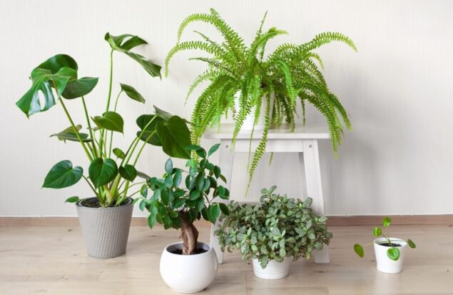 تقویت سیستم ایمنی با گیاهان خانگی: راهکاری طبیعی برای پیشگیری از آلرژی و آسم