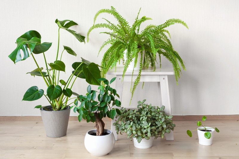 تقویت سیستم ایمنی با گیاهان خانگی: راهکاری طبیعی برای پیشگیری از آلرژی و آسم