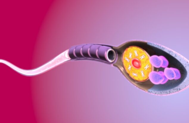 کشف نقش پنهان پروتئين Poc5 در شکل گيری دُم اسپرم: گامی برای درمان ناباروری مردان