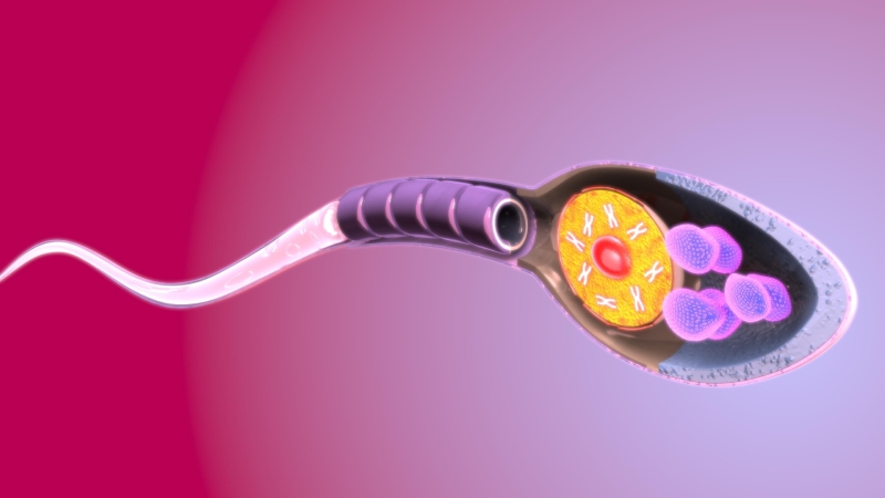 کشف نقش پنهان پروتئين Poc5 در شکل گيری دُم اسپرم: گامی برای درمان ناباروری مردان