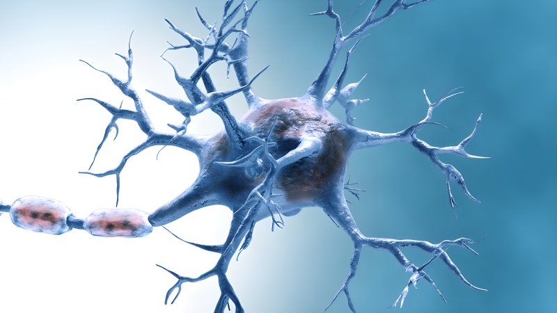 کشف عملکرد پروتئین DMTF1 در بازسازی عصبی