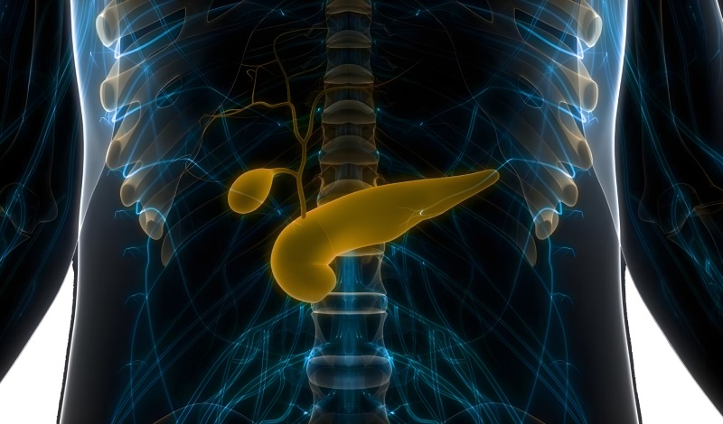 کیسه صفرا چه نقشی در بدن دارد؟