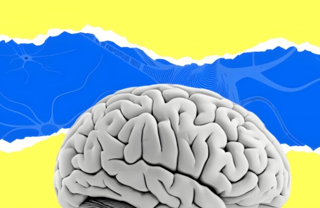 تغییرات مغز بعد از ۵۰ سالگی؛ دانشمندان یک تحول پنهان در سیستم ایمنی مغز کشف کردند
